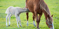 Nutrition for the Lactating Mare Mare and Foal